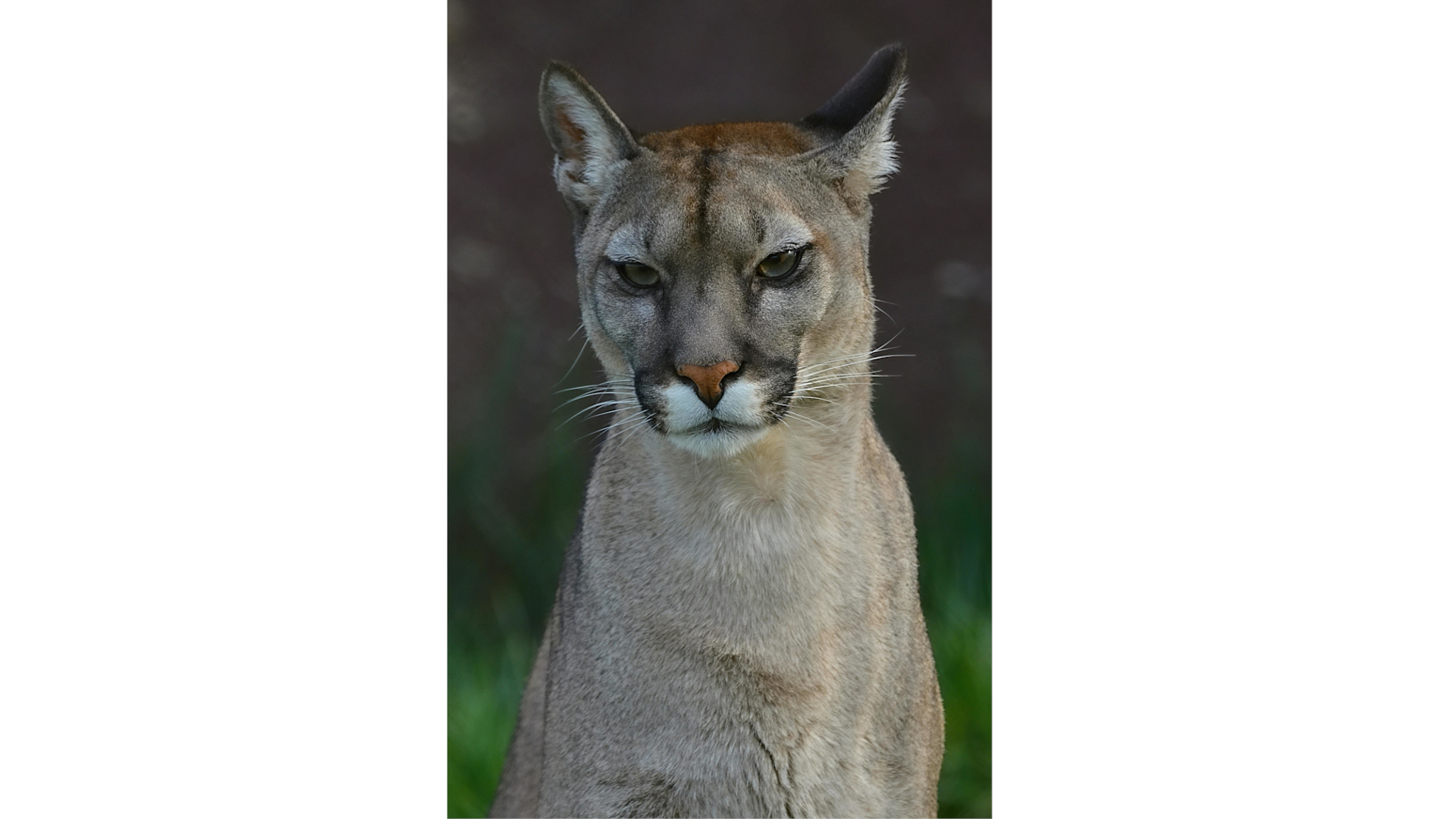 Puma concolor